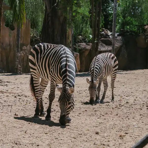 Bali Zoo