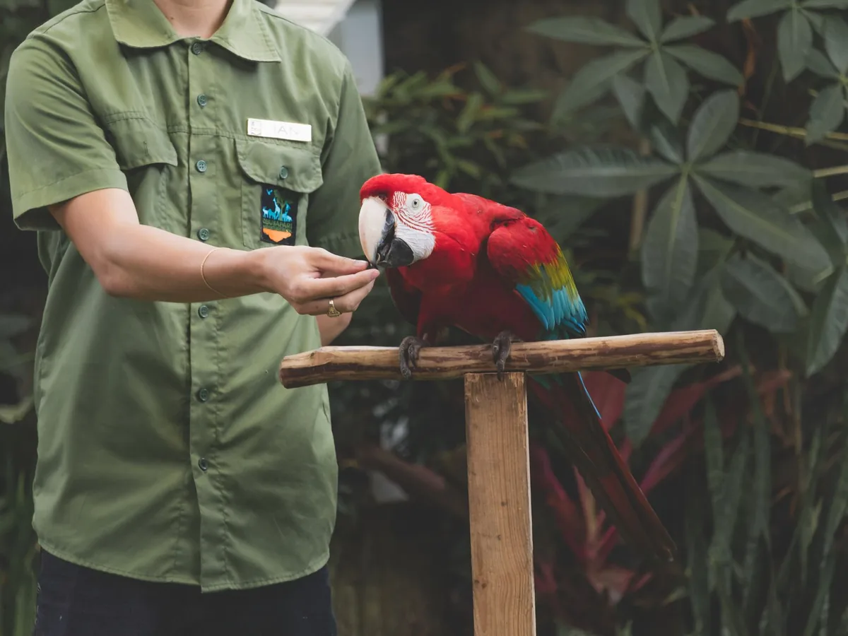 Macaws at the free-flight show, Bali Bird Park