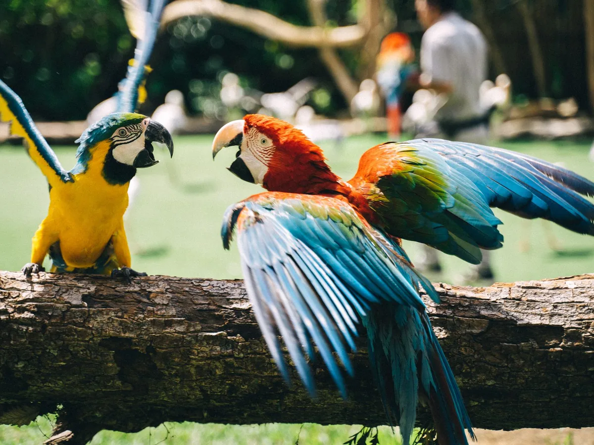 Colourful macaws at Bali Bird Park