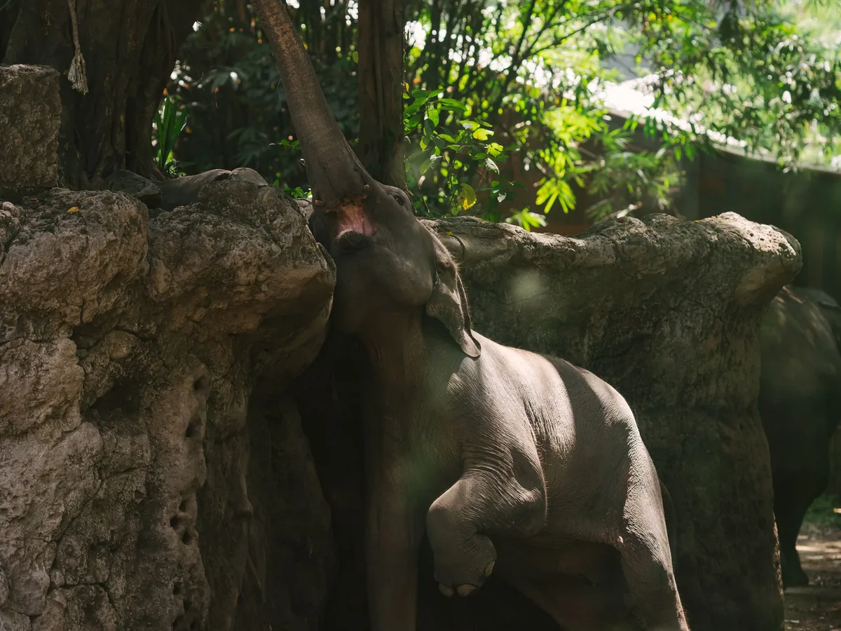 Elephants at the wildlife park near Ubud