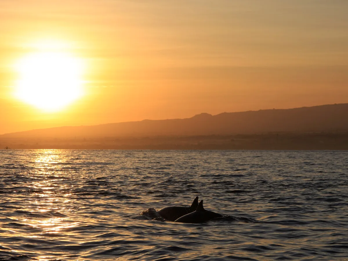 Wild spinner dolphins off Lovina at sunrise