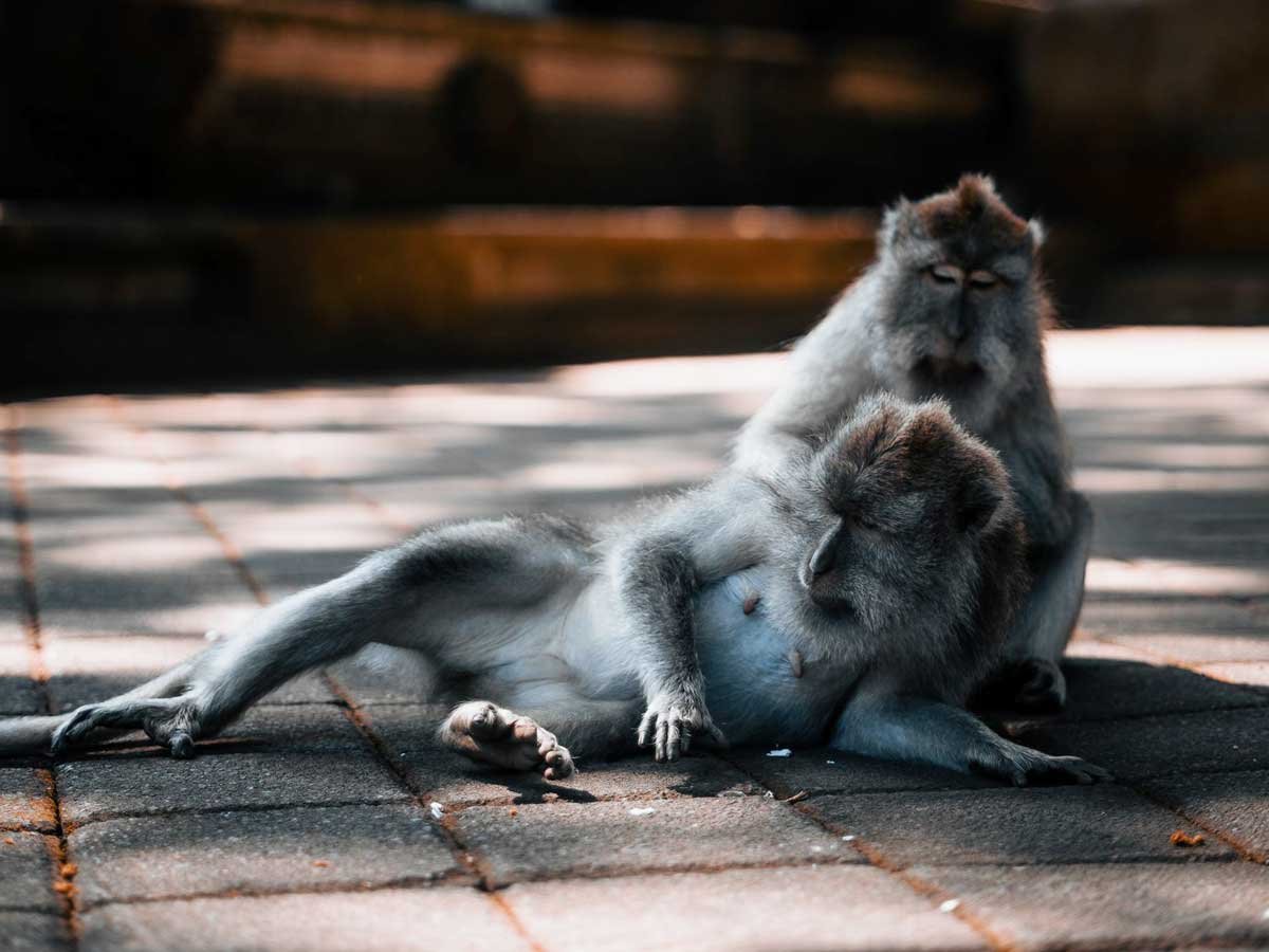 Sacred Monkey Forest - destination near Ubud, Bali