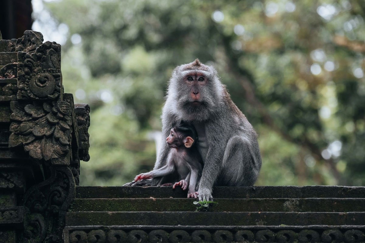 A long-tailed macaque in a Bali forest