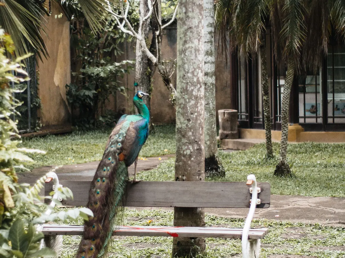 A peacock displaying its feathers at Bali Bird Park