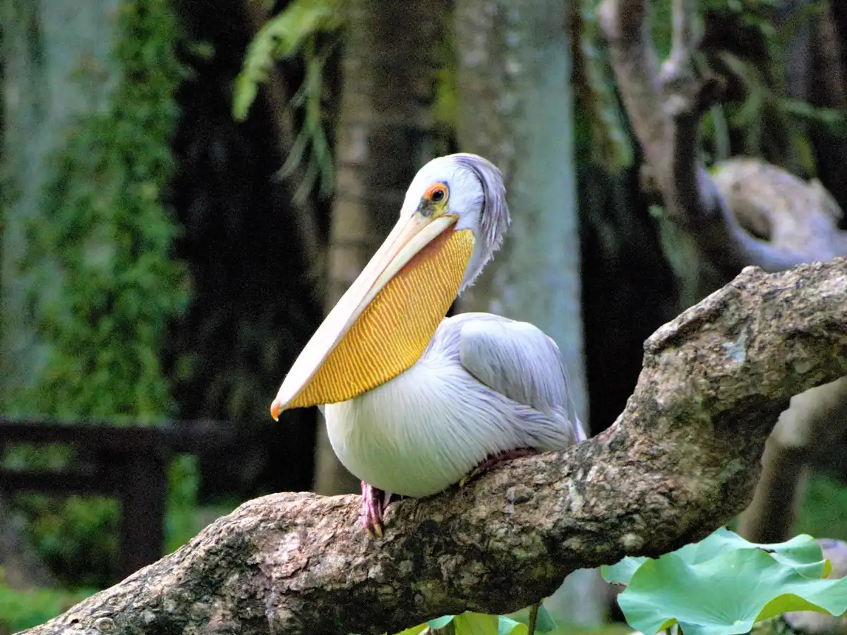 Pelicans at Bali Bird Park