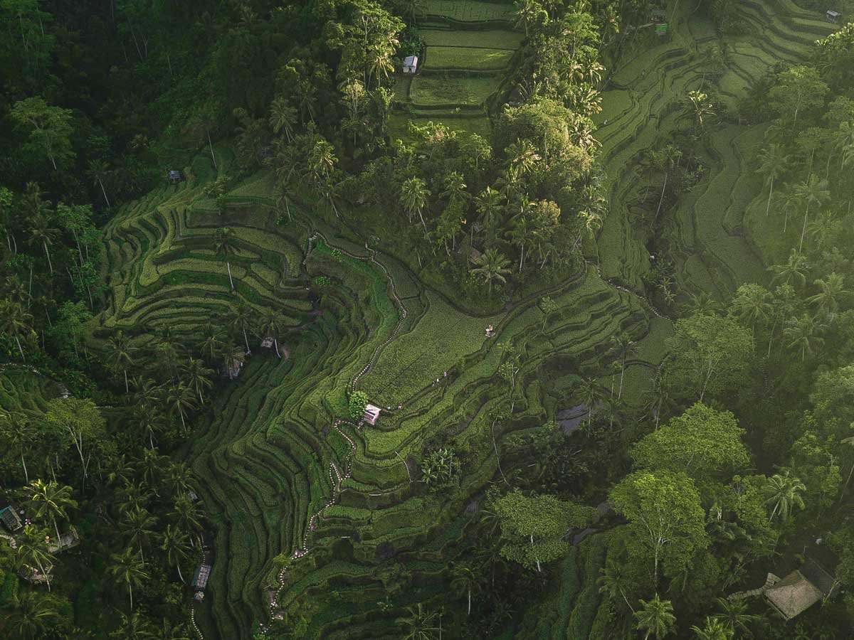 Tegalalang Rice Terrace - destination near Ubud, Bali