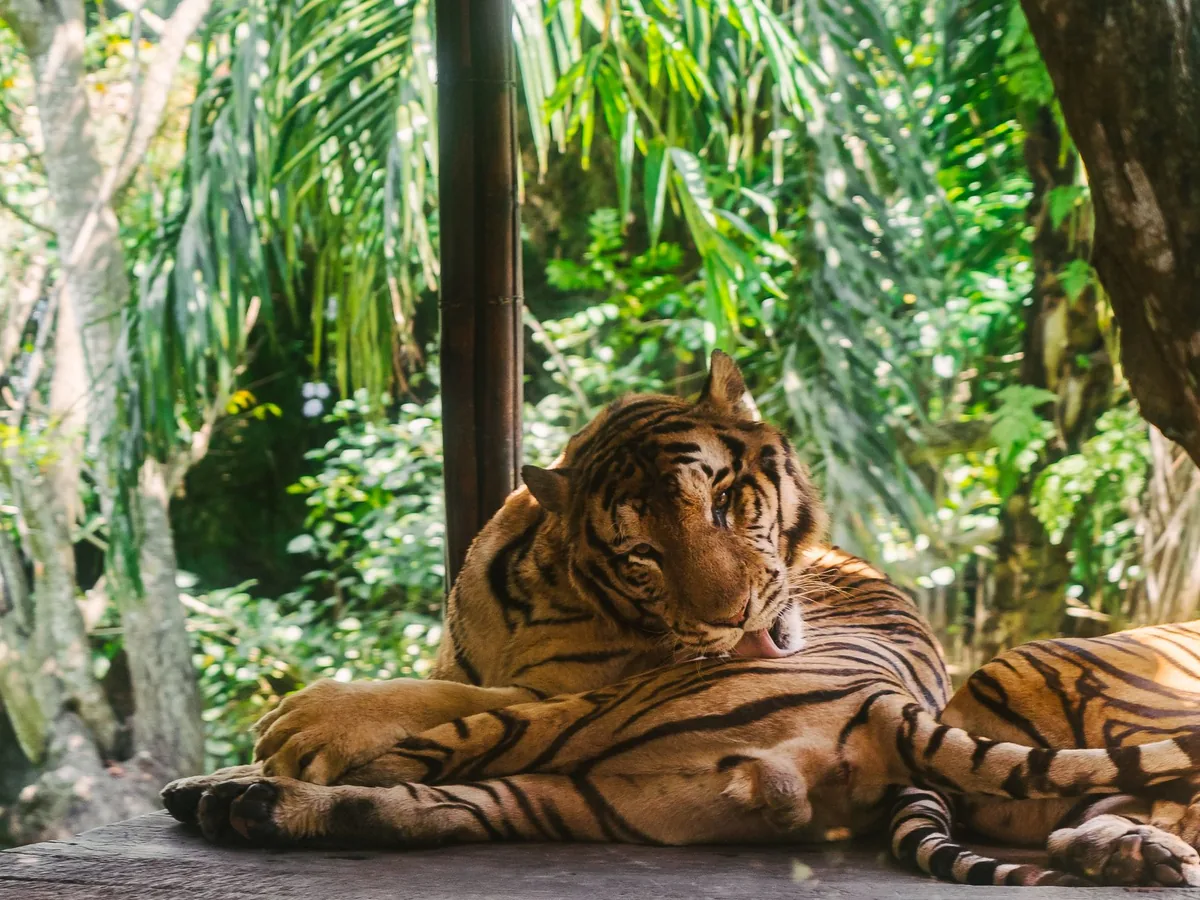 A tiger up close at the wildlife park