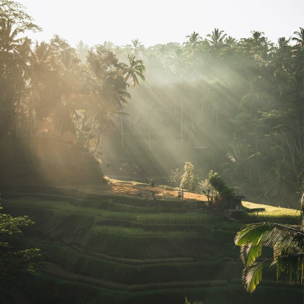 Tegalalang rice terraces near Ubud, Bali