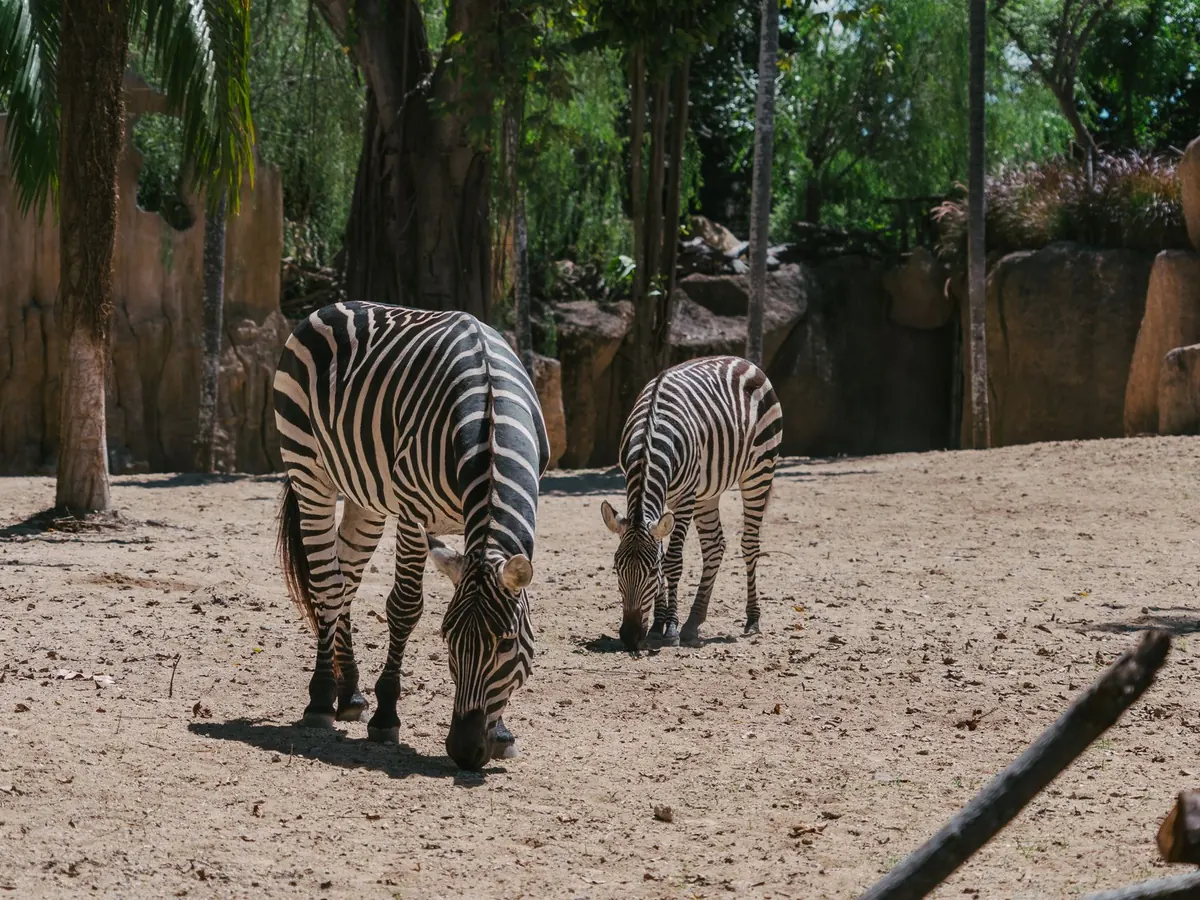 Zebras at the wildlife park near Ubud